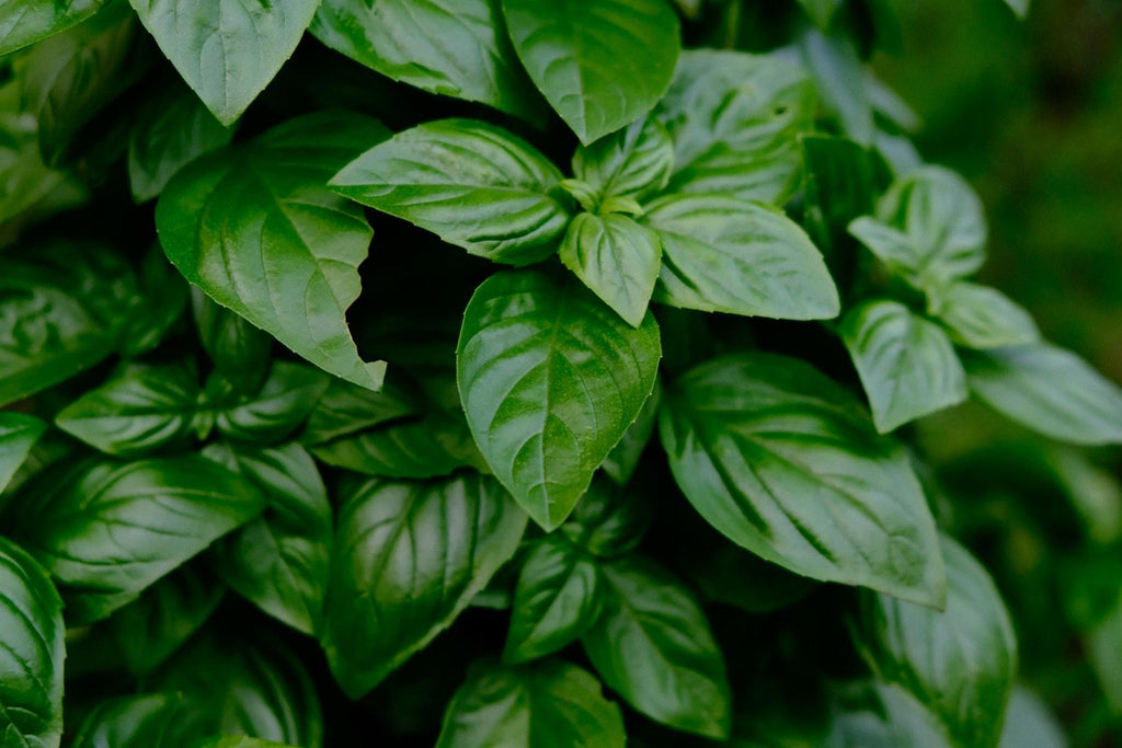 A Guide to Basil: Types, Benefits, Uses & More