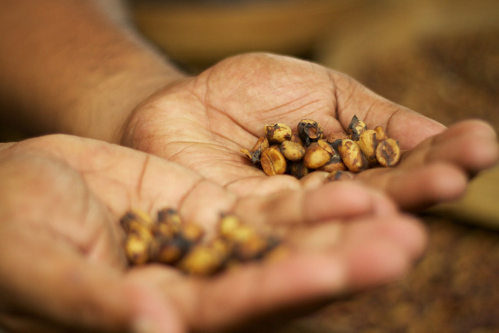 The Curious Case of Civet Coffee: Flavor, Ethics, and Where to Find It